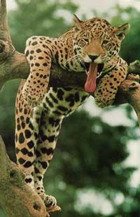 Jaguar - endangered species