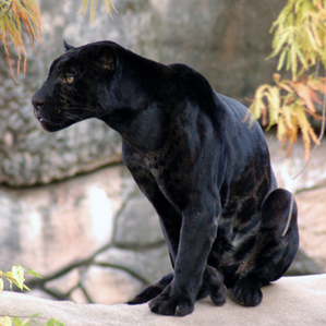 endangered species - Black Jaguar